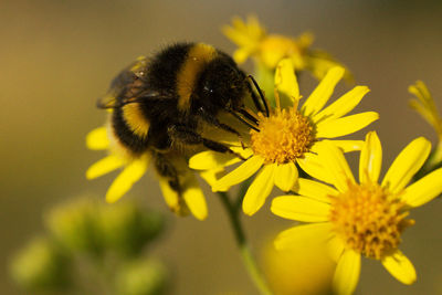 Close-up of bumblebee pollinating on yellow daisies