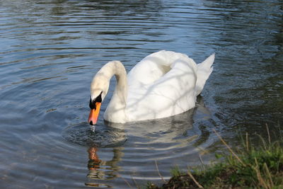 swan