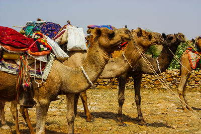 Camels in a field