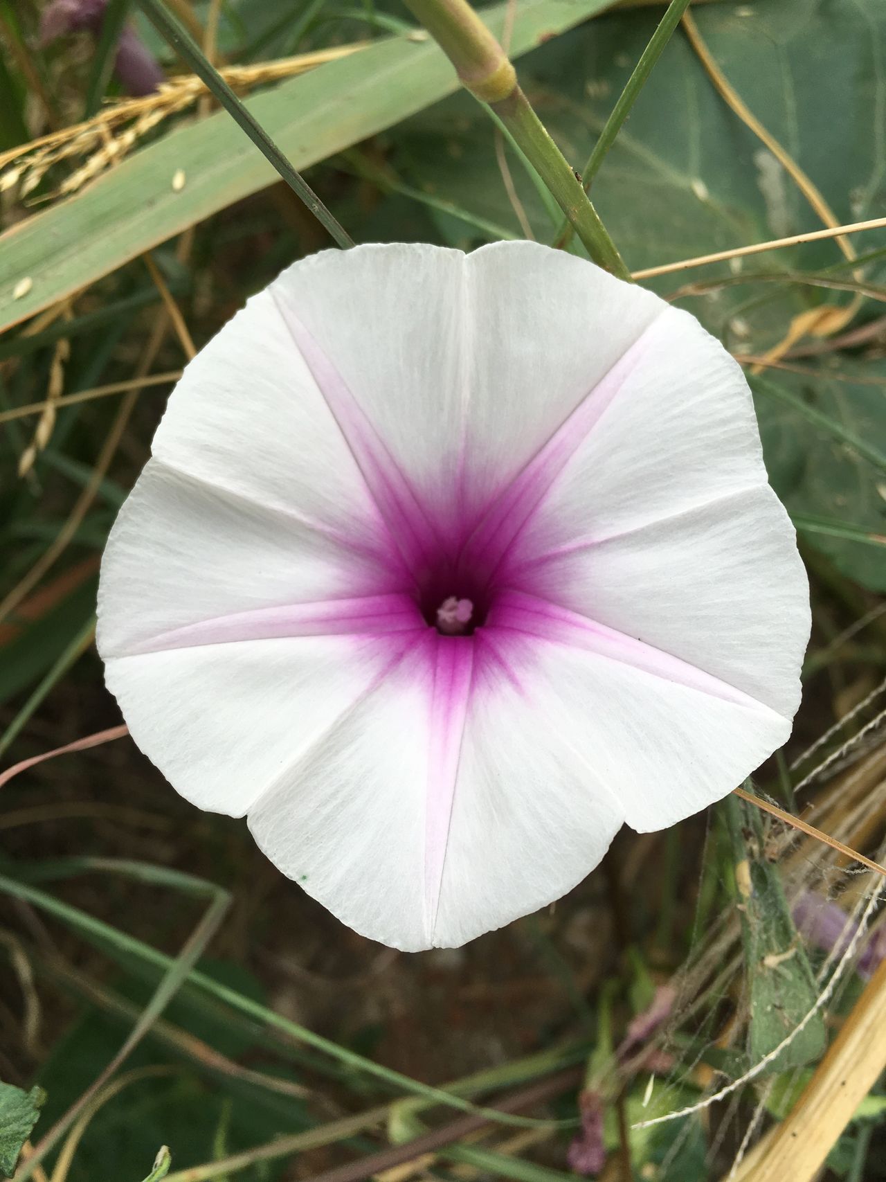 Ipomoea aquatica Forsk