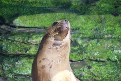 Close-up of horse