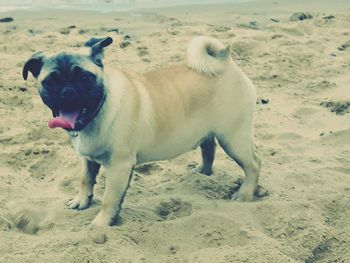 Dog standing on sandy beach