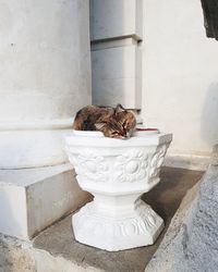 Cat sitting on wall