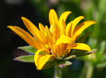 Close-up of yellow flower