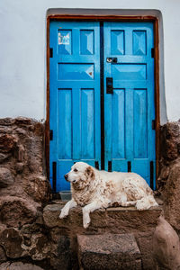 Dog in front of closed door of building