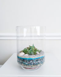 Succulent terrarium in cylindrical glass vase