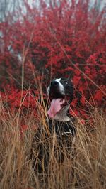 Photogenic american pit bull terrier