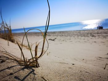 Plants on beach against sky