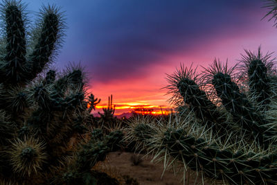 Palm trees at sunset