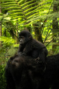 Baby mountain gorilla mimics a human baby in bwindi impenetrable forest, uganda.