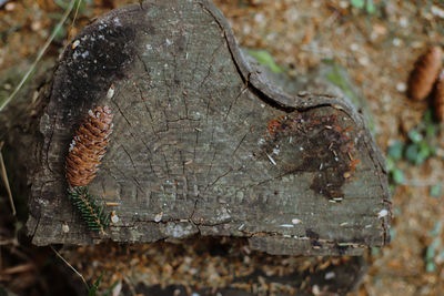 Close-up of insect on rock