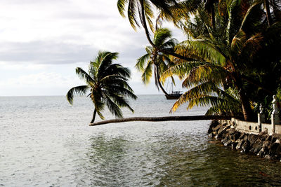 Palm trees by sea against sky