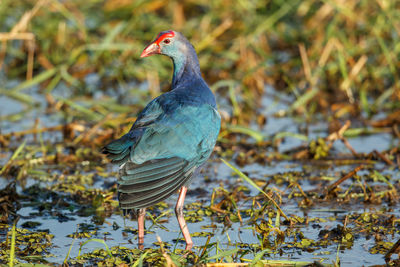 A grey-headed swamphen