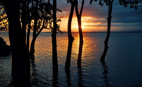 A tranquil scene of sunset with thees in flood land