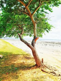 Tree by sea against sky