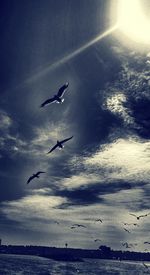 Low angle view of seagulls flying over sea