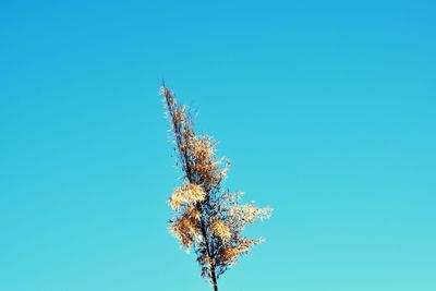 Low angle view of flowering plant against blue sky
