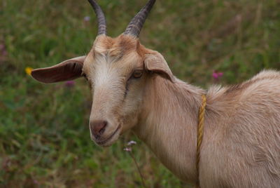 Close-up of horse on grass