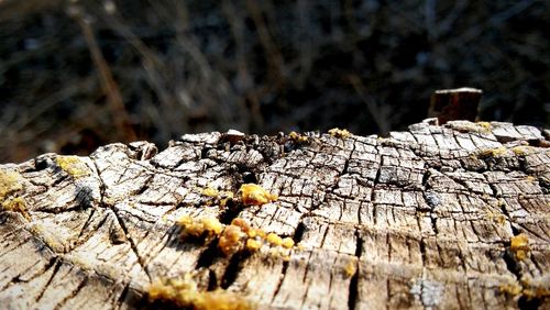 Close-up of tree stump in forest