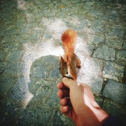 High angle view of person hand holding outdoors