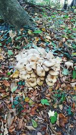 High angle view of mushrooms growing on field