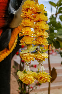 Close-up of yellow flowering plant