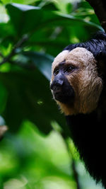 Close-up portrait of a monkey