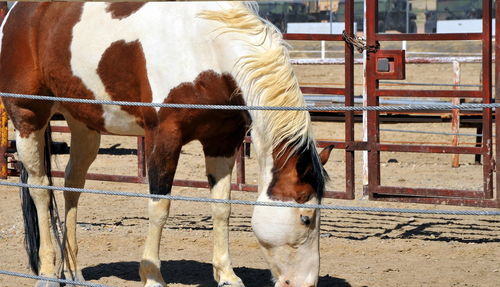 Horse standing in ranch