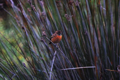 View of bird perching on plant