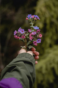 Cropped hand of woman holding purple flowers