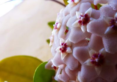 Close-up of pink flowers