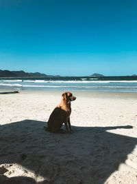 Dog sitting at beach against clear sky