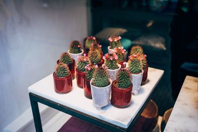 Small table with group of cactus and succulents