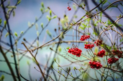 Red berries growing on tree