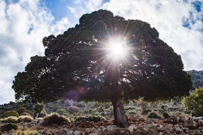 Low angle view of trees against sky