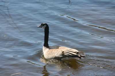 High angle view of geese swimming in lake