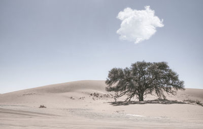 Tree in desert against sky