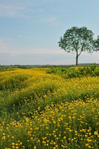 Scenic view of oilseed rape field against sky