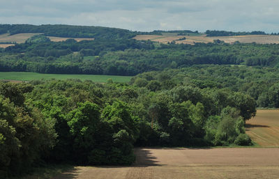 Trees growing on field