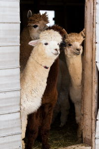 Four cute cream or brown alpacas standing peeking curiously from the open door of their barn