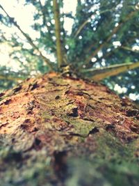 Low angle view of tree trunk