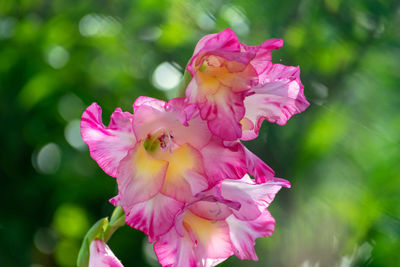 Close-up of pink flowering plant