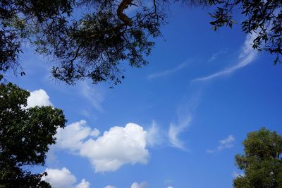 Low angle view of trees against cloudy sky