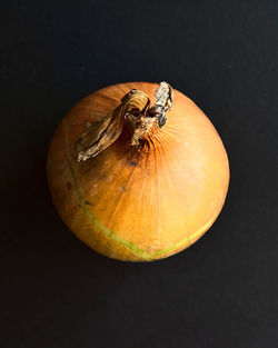 High angle view of pumpkin against black background