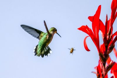 Hummingbird and bee