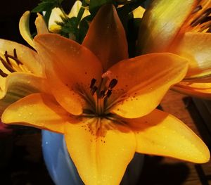 Close-up of yellow flower blooming outdoors