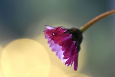 Close-up of pink flower