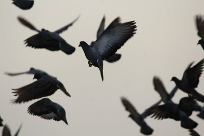 Pigeons flying against sky during sunset