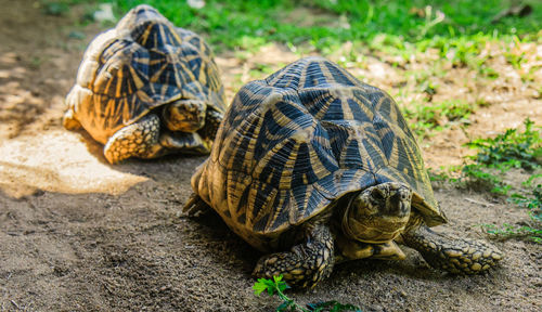 High angle view of tortoises on ground