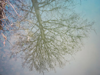 Low angle view of tree against sky